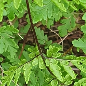 Cheilanthes sieberi subsp. sieberi at Copmanhurst, NSW - suppressed