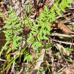 Cheilanthes sieberi subsp. sieberi at Copmanhurst, NSW - suppressed