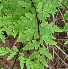 Cheilanthes sieberi subsp. sieberi at Copmanhurst, NSW - suppressed