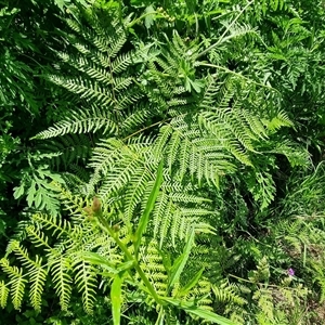 Pteridium esculentum at Copmanhurst, NSW - suppressed