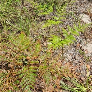 Pteridium esculentum at Copmanhurst, NSW - suppressed