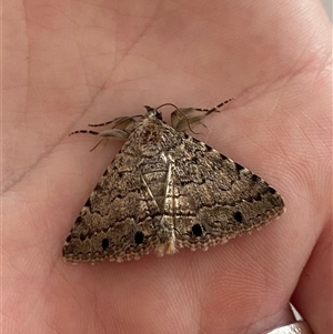 Diatenes aglossoides at Kingscote, SA - 14 Feb 2025 07:54 PM