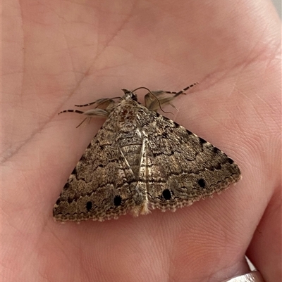 Diatenes aglossoides (An Erebid Moth) at Kingscote, SA - 14 Feb 2025 by JoshMulvaney