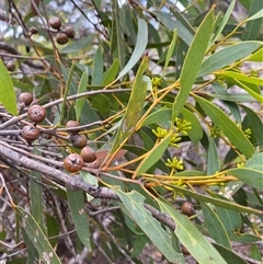 Eucalyptus diversifolia subsp. diversifolia (Coastal Mallee) at Kingscote, SA - 15 Feb 2025 by JoshMulvaney