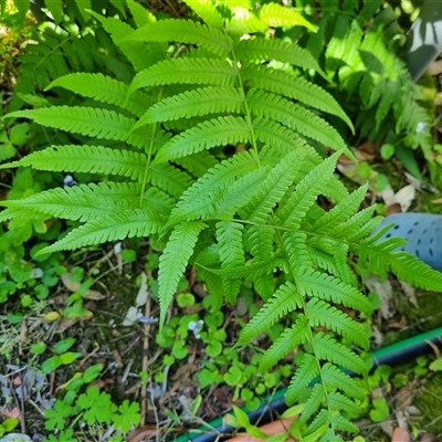 Unidentified Fern or Clubmoss by MazzV