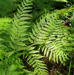 Christella dentata at suppressed - suppressed