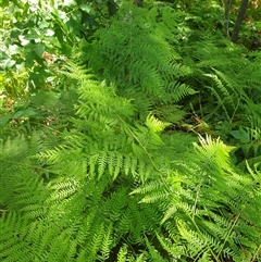 Christella dentata at Copmanhurst, NSW - suppressed