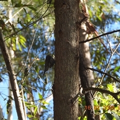 Cormobates leucophaea (White-throated Treecreeper) at Oakdale, NSW - 16 Feb 2025 by bufferzone