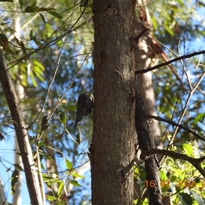 Cormobates leucophaea at Oakdale, NSW - suppressed