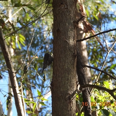 Cormobates leucophaea (White-throated Treecreeper) at Oakdale, NSW - 16 Feb 2025 by bufferzone