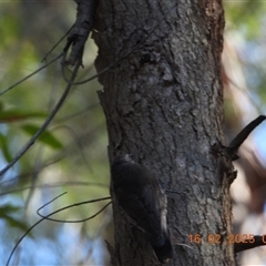 Cormobates leucophaea at Oakdale, NSW - suppressed