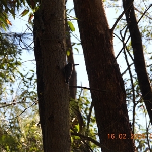 Cormobates leucophaea at Oakdale, NSW - suppressed