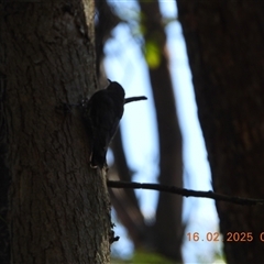 Cormobates leucophaea at Oakdale, NSW - suppressed