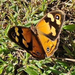 Heteronympha merope (Common Brown Butterfly) at Braidwood, NSW - Today by MatthewFrawley