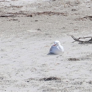 Chroicocephalus novaehollandiae (Silver Gull) at Orford, TAS - 6 Feb 2025 by JimL