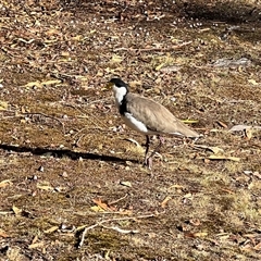 Vanellus miles (Masked Lapwing) at Port Arthur, TAS - 14 Feb 2025 by JimL