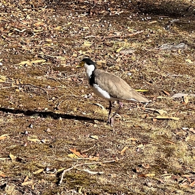 Vanellus miles (Masked Lapwing) at Port Arthur, TAS - 14 Feb 2025 by JimL