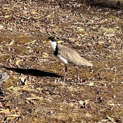 Vanellus miles at Port Arthur, TAS - 14 Feb 2025 09:05 AM