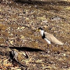 Vanellus miles at Port Arthur, TAS - 14 Feb 2025 09:05 AM