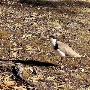 Vanellus miles at Port Arthur, TAS - 14 Feb 2025 09:05 AM