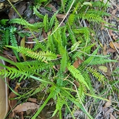 Unidentified Fern or Clubmoss by MazzV