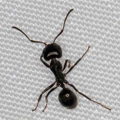 Notoncus sp. (genus) (A Notoncus ant) at Melba, ACT - 5 Feb 2025 by kasiaaus