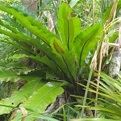 Asplenium australasicum (Bird's Nest Fern, Crow's Nest Fern) at Copmanhurst, NSW - 10 Feb 2025 by MazzV