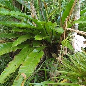 Asplenium australasicum at Copmanhurst, NSW - suppressed