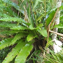 Asplenium australasicum at Copmanhurst, NSW - suppressed