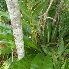 Asplenium australasicum at Copmanhurst, NSW - suppressed