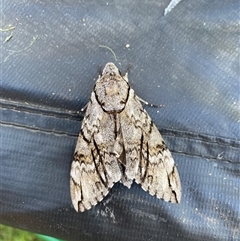 Psilogramma casuarinae (Privet Hawk Moth) at Fisher, ACT - 16 Feb 2025 by Vera