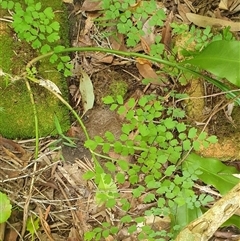 Unidentified Fern or Clubmoss by MazzV