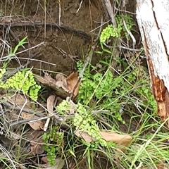 Unidentified Fern or Clubmoss by MazzV