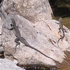 Intellagama lesueurii howittii (Gippsland Water Dragon) at Uriarra Village, ACT - 15 Feb 2025 by Hejor1