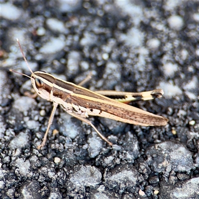 Macrotona australis (Common Macrotona Grasshopper) at Kambah, ACT - 15 Feb 2025 by Hejor1