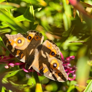 Junonia villida at Kambah, ACT - 15 Feb 2025 03:45 PM