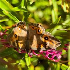 Junonia villida at Kambah, ACT - 15 Feb 2025 03:45 PM