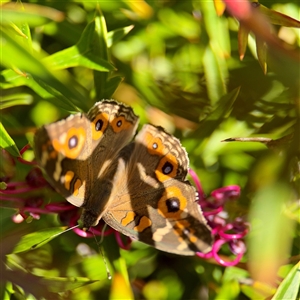 Junonia villida at Kambah, ACT - 15 Feb 2025 03:45 PM