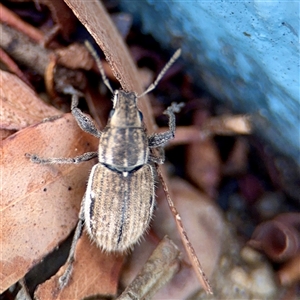 Naupactus leucoloma at Kambah, ACT - 15 Feb 2025 03:44 PM