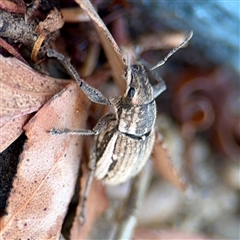 Naupactus leucoloma at Kambah, ACT - 15 Feb 2025 03:44 PM