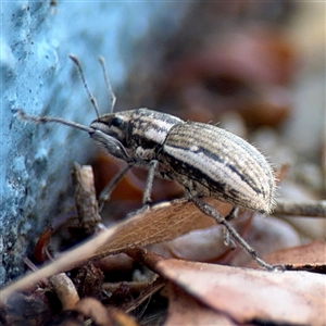 Naupactus leucoloma at Kambah, ACT - 15 Feb 2025 03:44 PM