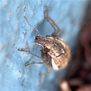 Naupactus leucoloma at Kambah, ACT - 15 Feb 2025 03:44 PM