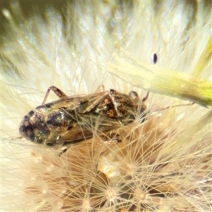 Germalus victoriae at Uriarra Village, ACT - 15 Feb 2025 03:11 PM