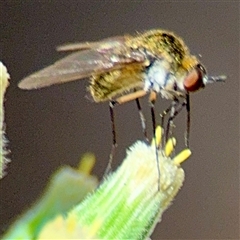 Geron sp. (genus) (Slender Bee Fly) at Uriarra Village, ACT - 15 Feb 2025 by Hejor1