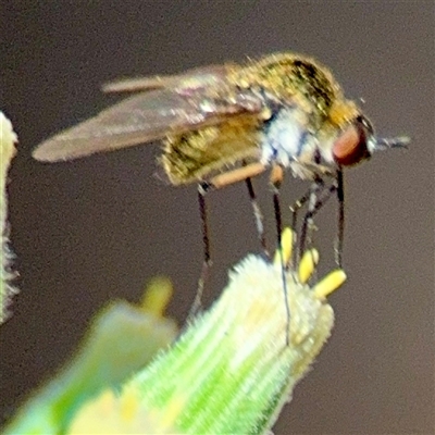 Geron sp. (genus) (Slender Bee Fly) at Uriarra Village, ACT - 15 Feb 2025 by Hejor1