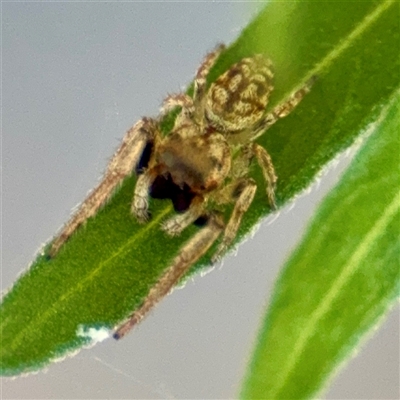 Salticidae (family) at Uriarra Village, ACT - 15 Feb 2025 by Hejor1