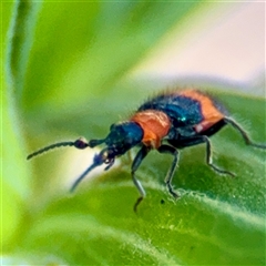 Dicranolaius bellulus (Red and Blue Pollen Beetle) at Uriarra Village, ACT - 15 Feb 2025 by Hejor1