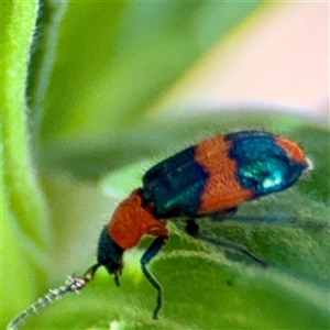 Dicranolaius bellulus at Uriarra Village, ACT - 15 Feb 2025 03:07 PM