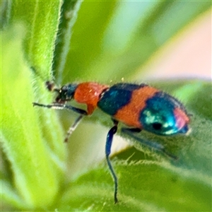 Dicranolaius bellulus at Uriarra Village, ACT - 15 Feb 2025 03:07 PM