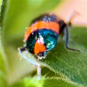 Dicranolaius bellulus at Uriarra Village, ACT - 15 Feb 2025 03:07 PM